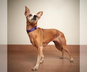 Chihuahua Dogs for adoption in Eden Prairie, MN, USA