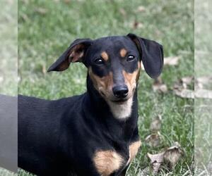 Dachshund-Unknown Mix Dogs for adoption in Yardley, PA, USA