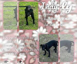 Labrador Retriever-Unknown Mix Dogs for adoption in Jacksonville, NC, USA