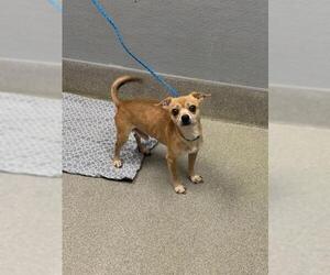 Chihuahua-Unknown Mix Dogs for adoption in Las Vegas, NV, USA
