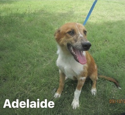 Collie Dogs for adoption in Littleton, CO, USA