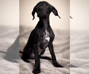 Unknown-Weimaraner Mix Dogs for adoption in Rockwall, TX, USA