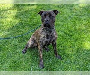 Mastiff Dogs for adoption in San Clemente, CA, USA