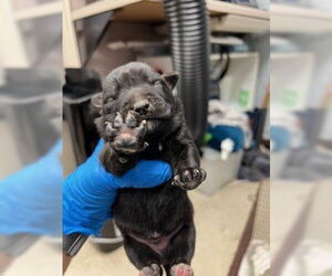 Mutt Dogs for adoption in Stockton, CA, USA