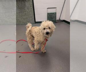 Poodle (Toy)-Unknown Mix Dogs for adoption in Corpus Christi, TX, USA