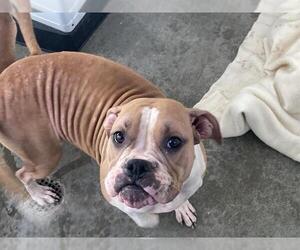 Boxer-Unknown Mix Dogs for adoption in Orange, CA, USA