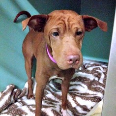 Chinese Shar-Pei-Unknown Mix Dogs for adoption in Pensacola, FL, USA
