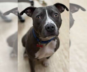 Mutt Dogs for adoption in Boston, MA, USA