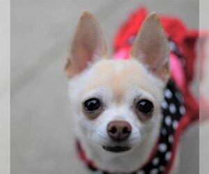 Chihuahua Dogs for adoption in Prosser, WA, USA