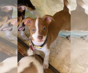 Rat-Cha Dogs for adoption in Royal Palm Beach, FL, USA