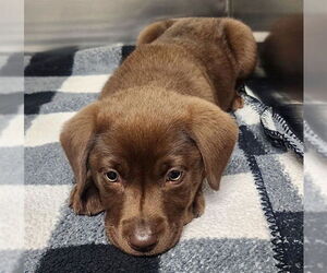 Labrador Retriever Dogs for adoption in Decatur, IL, USA