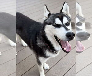 Siberian Husky Dogs for adoption in Newport Beach, CA, USA
