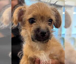 Mutt Dogs for adoption in Brighton, CO, USA