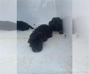 Labrador Retriever Dogs for adoption in Houston, TX, USA