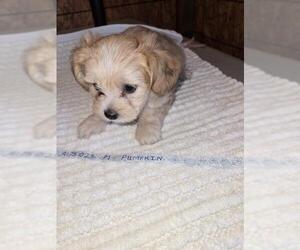 Mutt Dogs for adoption in Pueblo, CO, USA