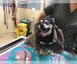 Chihuahua Dogs for adoption in Riverside, CA, USA