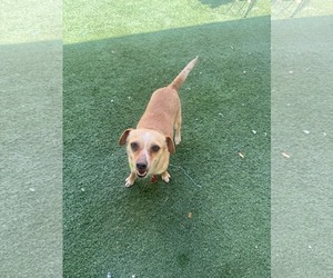 Chihuahua Dogs for adoption in Phoenix, AZ, USA