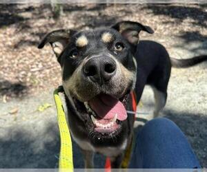 Labrador Retriever-Siberian Husky Mix Dogs for adoption in Martinez, CA, USA
