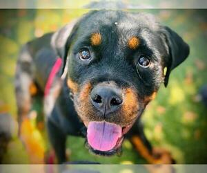 Rottweiler Dogs for adoption in Orlando, FL, USA
