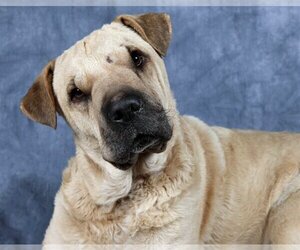 Chinese Shar-Pei-Labrador Retriever Mix Dogs for adoption in San Diego, CA, USA