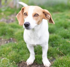 Doxle Dogs for adoption in Brownsboro, AL, USA