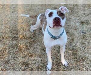 American Pit Bull Terrier Dogs for adoption in Santa Cruz, CA, USA