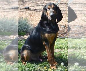 Bloodhound Dogs for adoption in Palo Alto, CA, USA