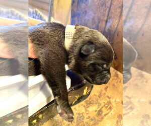 Mutt Dogs for adoption in Imlay City, MI, USA