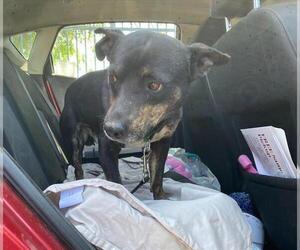 Mutt Dogs for adoption in Stockton, CA, USA