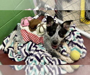 Mutt Dogs for adoption in Ames, IA, USA