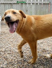 Small Golden Labrador