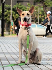 Small Labrador Retriever Mix