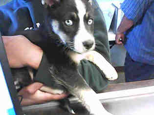 Medium Photo #1 Australian Shepherd-Unknown Mix Puppy For Sale in Stockton, CA, USA