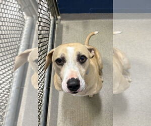 Mutt Dogs for adoption in Sterling, MA, USA