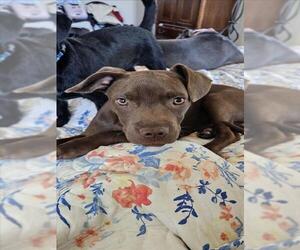 Labrador Retriever-Unknown Mix Dogs for adoption in Sacramento, CA, USA