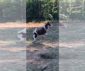 Huskies -Unknown Mix Dogs for adoption in The Woodlands, TX, USA