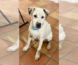 Huskies -Unknown Mix Dogs for adoption in Mesa, AZ, USA