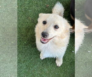 Pembroke Welsh Corgi-Unknown Mix Dogs for adoption in Turlock, CA, USA