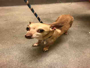 Chihuahua-Unknown Mix Dogs for adoption in Forestville, MD, USA