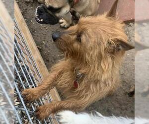 Australian Terrier Dogs for adoption in Leavenworth, KS, USA