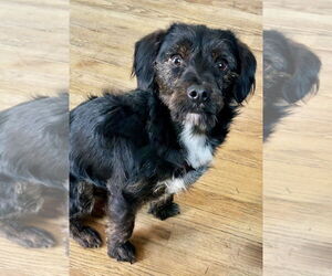 Mutt Dogs for adoption in Omaha, NE, USA