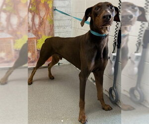 Doberman Pinscher Dogs for adoption in San Bernardino, CA, USA