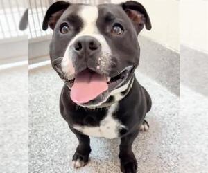 Mutt Dogs for adoption in Houston, TX, USA