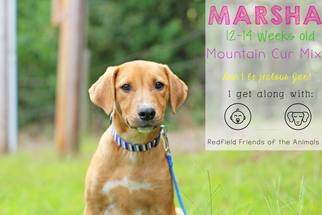 German Shepherd Dog-Mountain Cur Mix Dogs for adoption in Redfield, AR, USA