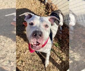 Mutt Dogs for adoption in Tulsa, OK, USA