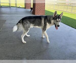 Siberian Husky-Unknown Mix Dogs for adoption in Grand Prairie, TX, USA