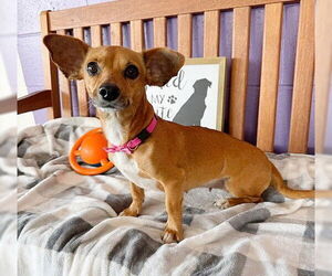 Chiweenie Dogs for adoption in Genesee, WI, USA