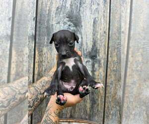 American Pit Bull Terrier-American Staffordshire Terrier Mix Dogs for adoption in Frankenmuth, MI, USA