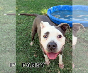 American Pit Bull Terrier Dogs for adoption in Lindsay, CA, USA