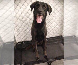 Labrador Retriever-Unknown Mix Dogs for adoption in Grasswood, Saskatchewan, Canada